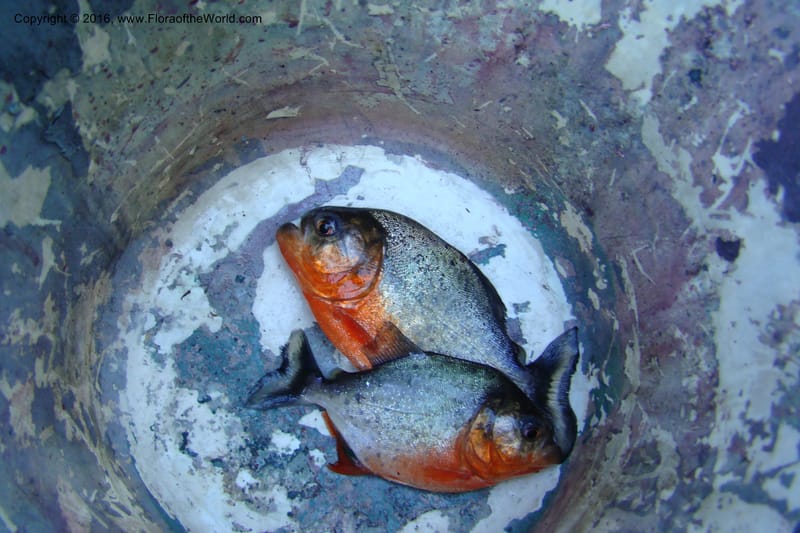 Peru. Loreto. Dist. Nauta. Pacaya Samiria. Qbd Pucate. 6 Nov 08. 039.jpg