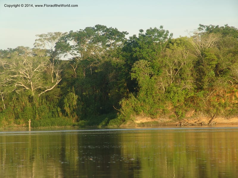 Rio Madre de Dios--Peru. Edo. Madre de Dios. 22 Oct 05. 314.jpg