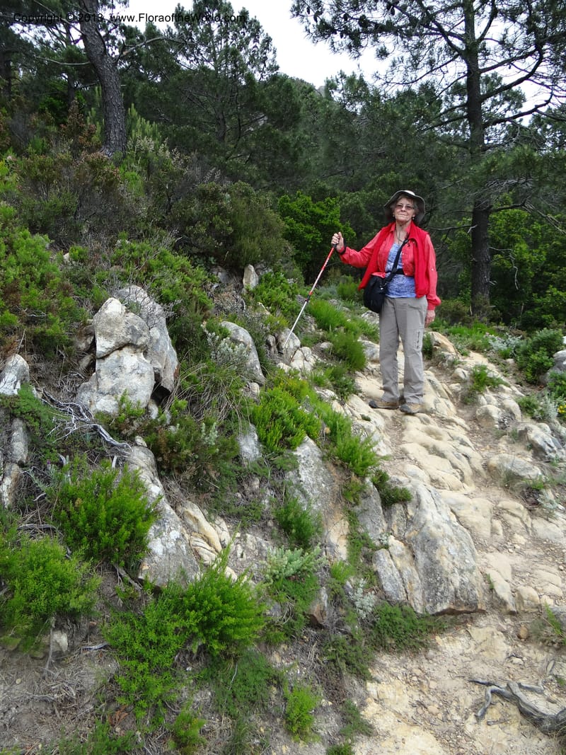 Spain. Andalucia. Parque Natural Alcornocales. 28 May 2013. DSC05381 (53).JPG