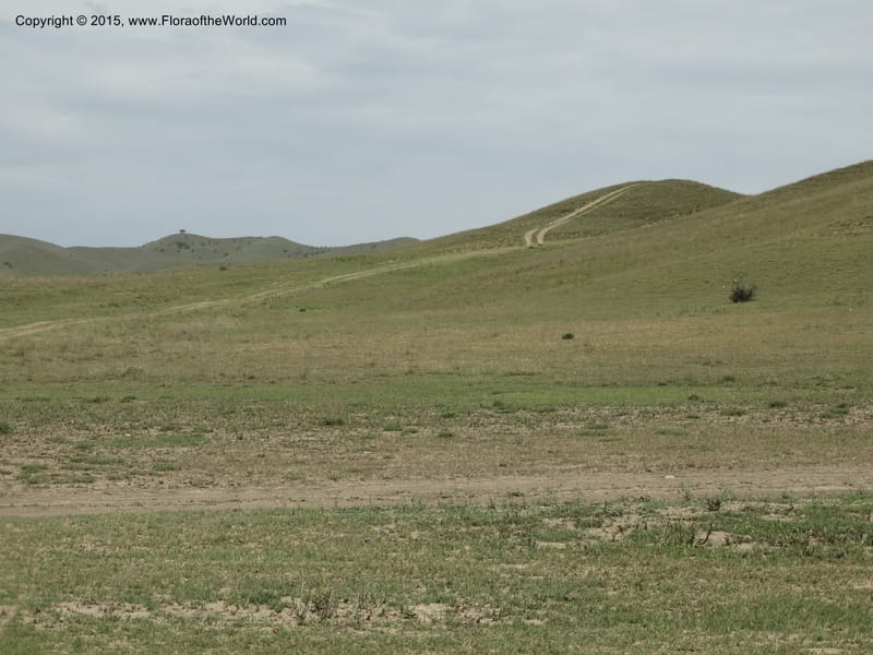 Peganum harmala, Davidson, C 12436--Georgia (Caucasus). Kakheti Region. (Kiziki). Toward Vashlovani. 6 Jun 2014. DSC07328 (478).JPG