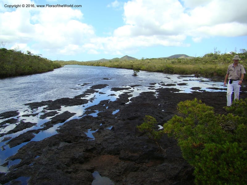 New Caledonia. 504.jpg