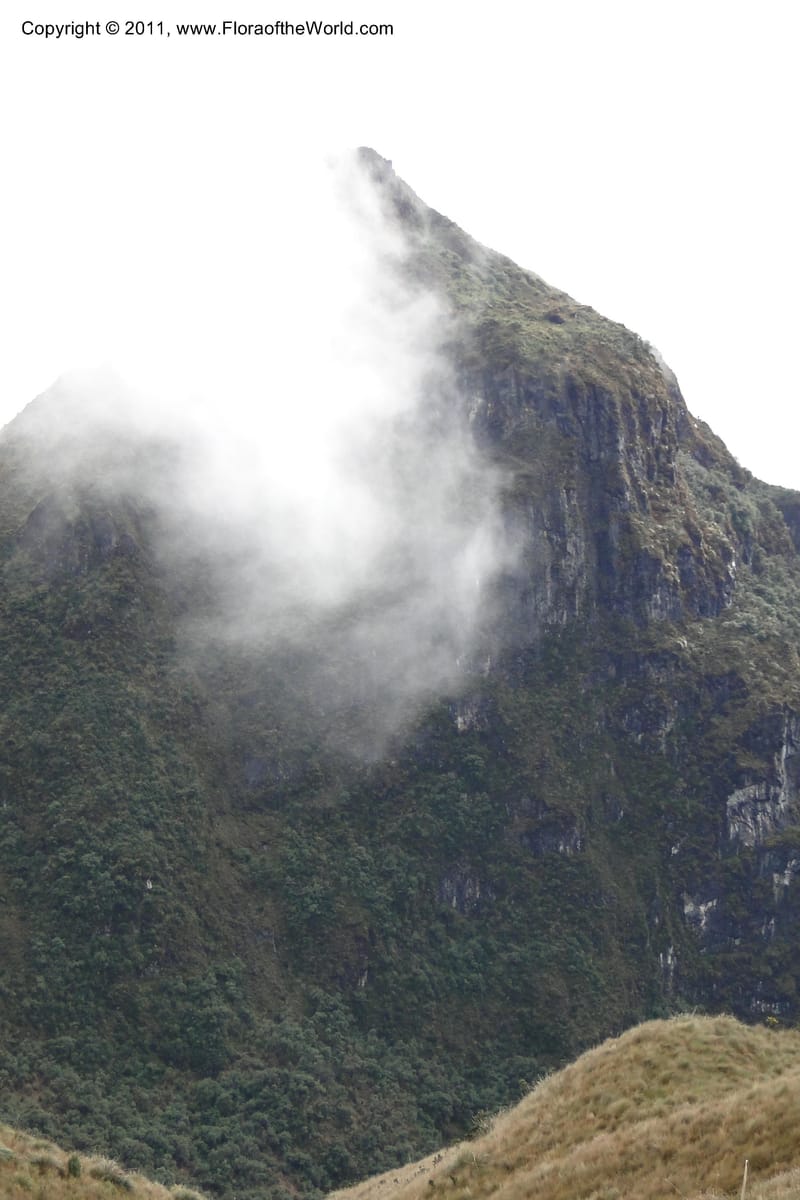 Ecuador. Napo. Papallacta to Baeza. 1 Jun 2011. 456.jpg