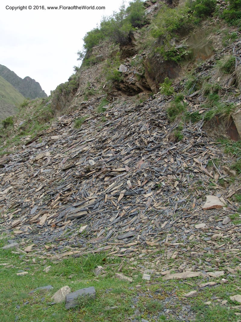 Georgia. Kazbegi region. Kora Gorge. 3 Jun 05. 195.jpg