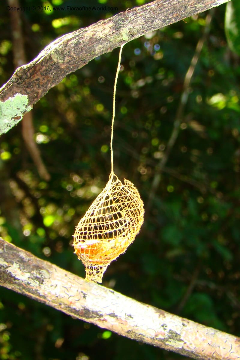 Peru. Loreto. Dist. Nauta. Miraflores, Rio Tigre. 10 Nov 08. 747.jpg