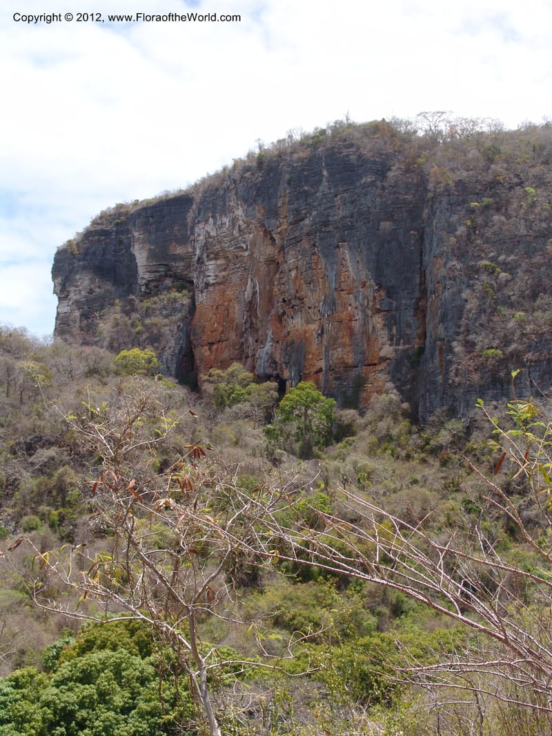 Madagascar. Prov. Antsiranana. Montagne de France. 6 Nov 06. 179.jpg