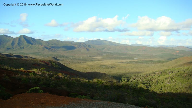 New Caledonia. 809.jpg