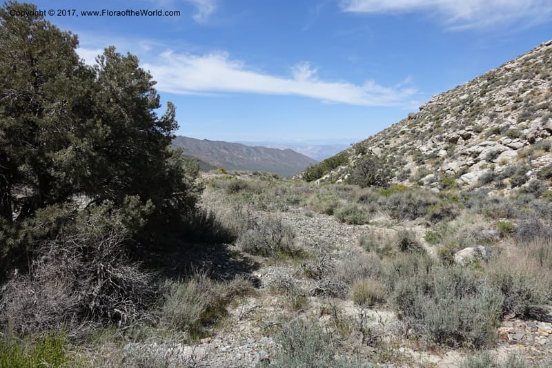 California. Inyo Co. Mahogany Flat Rd. Stop 1. 19 Apr 2016. DSC01513 (3).JPG
