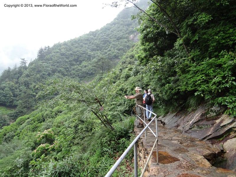 China. Anhui Prov. Huang Shan. 6 Jun 2012. DSC01929 (41).JPG