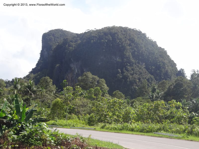 Gunong Tai Ton. Sarawak. 27 Mar 2012. DSC05518 (3).JPG