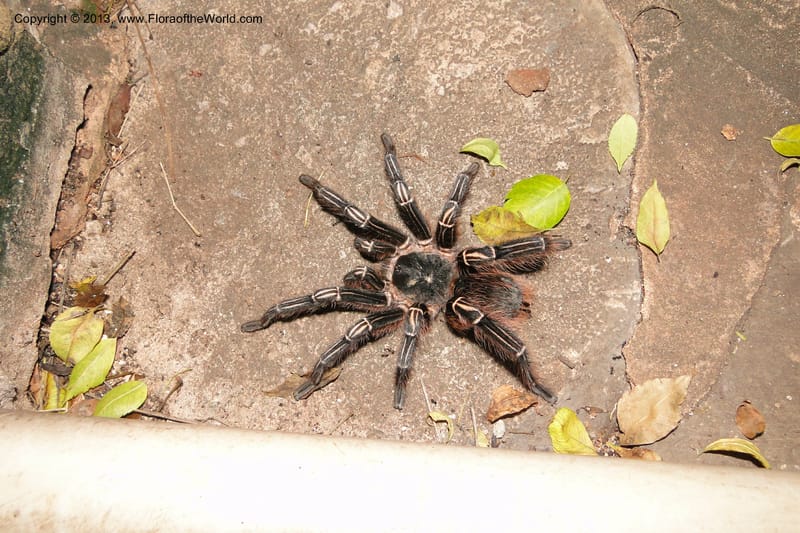 Paraguay. Edo. Concepcion. Garay Cue. 19 Mar 2011. 054.jpg