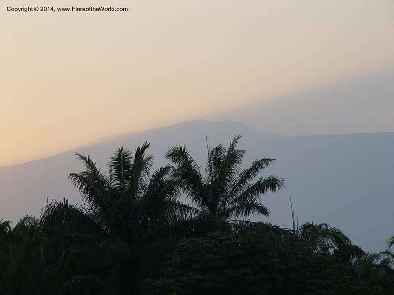 Cameroon. Mt. Cameroon. 6 Dec 03. 199.jpg
