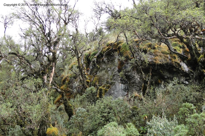 Ecuador. Napo. Papallacta to Baeza. 1 Jun 2011. 398.jpg