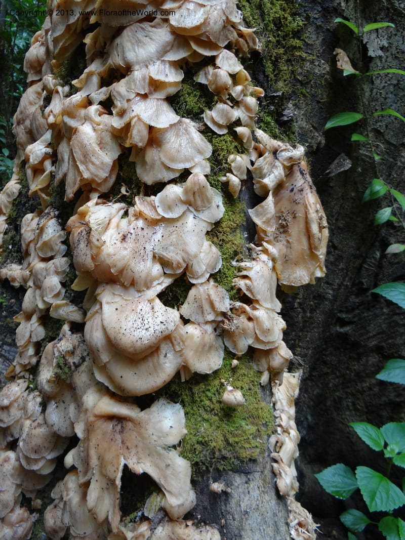 Thailand. Chiang Mai Prov. Doi Inthanon Nat. Park. 8 Nov 2012. DSC07747 (243).JPG