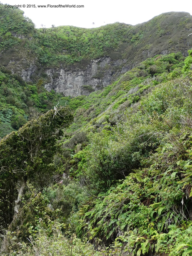 Chile. Juan Fernandez. Mirador Selkirk. 23 Feb 2015. DSC09106 (193).JPG