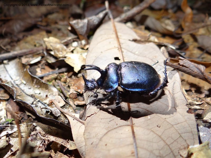 Thailand. Chiang Mai Prov. Doi Inthanon Nat. Park. 8 Nov 2012. DSC07747 (19).JPG