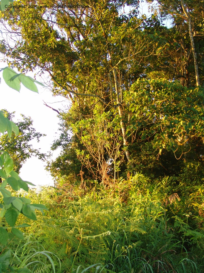 Tanz. Ulanga Dist. Nawenge For. Res. W of Mahenge.20 Feb 06. 002.jpg