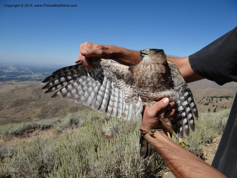 ID. Ada County. Idaho Bird Observ. Lucky Peak. 16 Sep 2013. (68).JPG