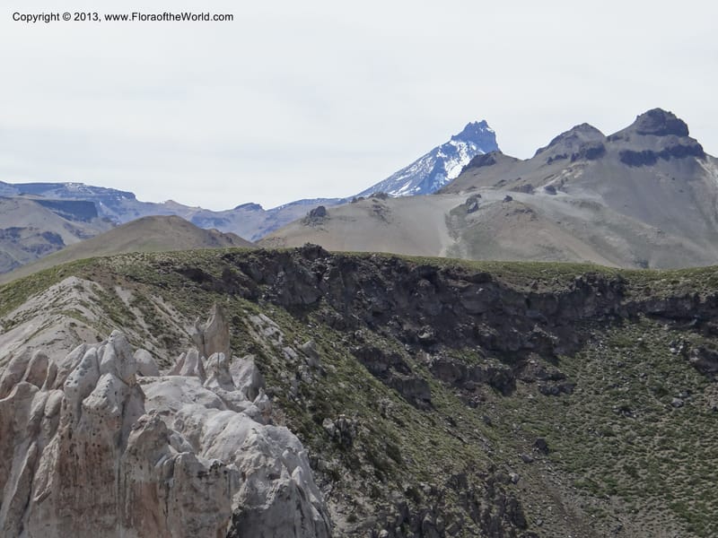 Chile. Cta. 115. 2.6 km W of La Laguna. 22 Feb 2013. DSC02735 (3).JPG