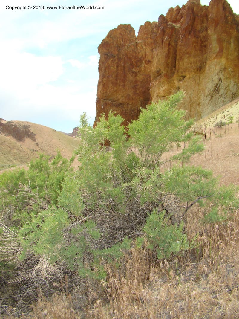 OR. Malheur Co. Leslie Gulch. 1 Jun 08. 347.jpg