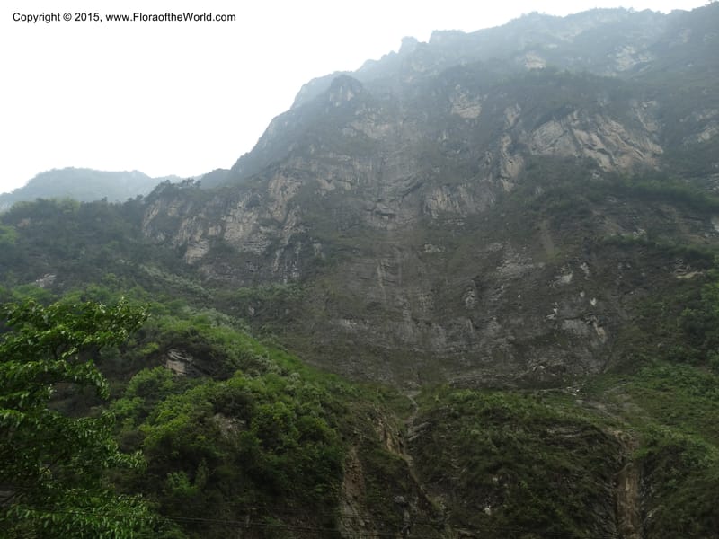 China. Sichuan. LongDongZhen on Rd. to LeiYuan Shan. 13 May 2014. DSC05860 (45).JPG