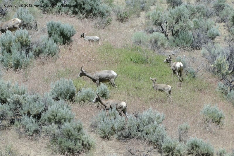 Oregon. Malheur Co. Leslie Gulch. 30 June 2011. 269.jpg