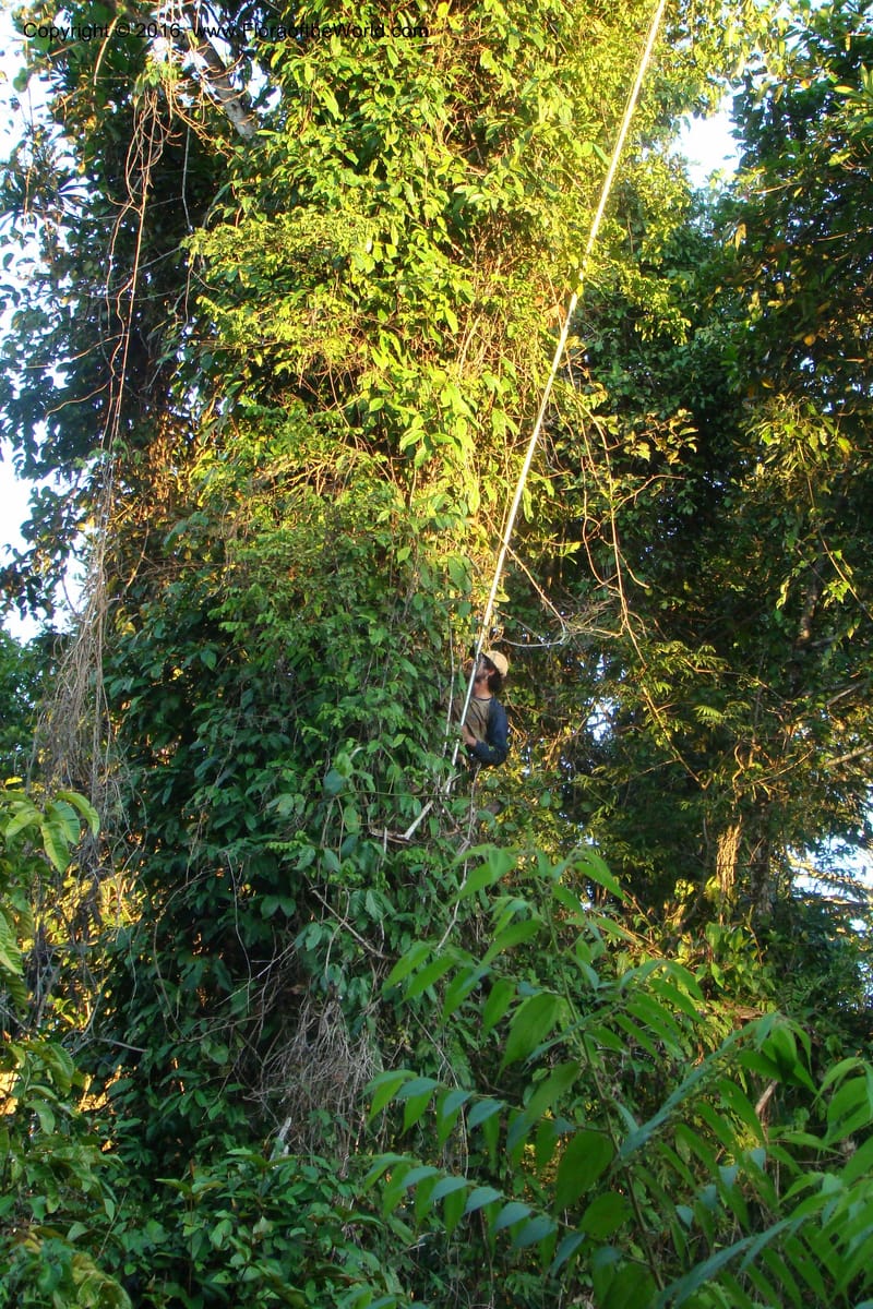 Peru. Loreto. Dist. Nauta. Miraflores, Rio Tigre. 8 Nov 08. 393.jpg