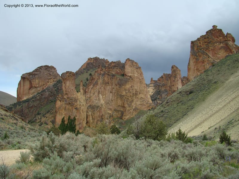 OR. Malheur Co. Leslie Gulch. 1 Jun 08. 278.jpg