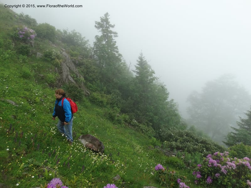 Georgia (Caucasus). Koslitavi, branch of Merisi Gorge. 11 Jun 2014. DSC08456 (16).JPG
