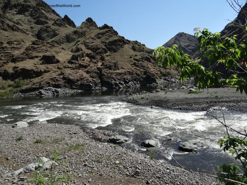 Oregon. Wallowa Co. Imnaha River. 7 May 2013. DSC03887 (144).JPG