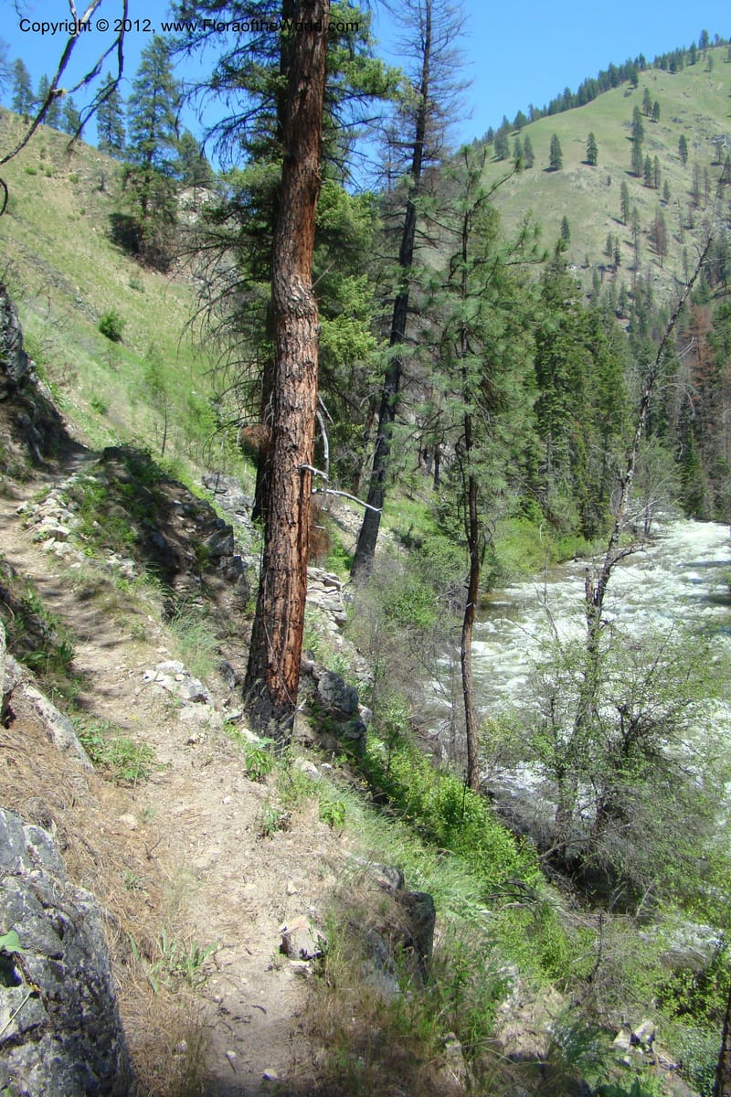 Idaho. Idaho Co. Salmon River. Shepp Ranch. 28 May 2009. 193.jpg
