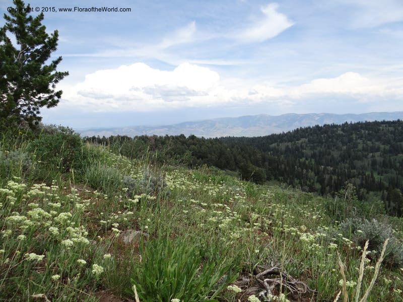ID. Bear Lake Co. Mt. Sherman. 13 Jul 2012. DSC03679 (32).JPG