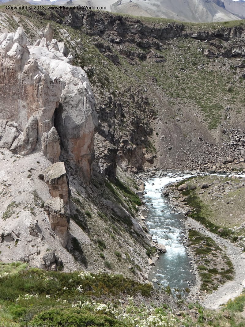 Chile. Cta. 115. 2.6 km W of La Laguna. 22 Feb 2013. DSC02735 (1).JPG