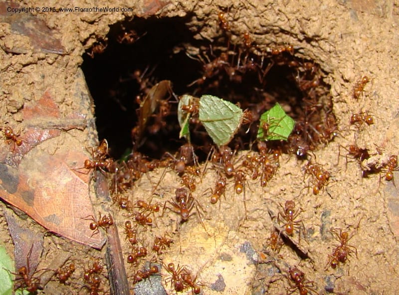 Leaf cutter ants--Peru. Loreto. Dto.Parinari. Qbda Parinari. R.Samiria. 17 Nov 08. 272.jpg