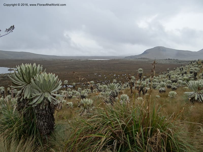 Ecuador. Carchi. Paramo El Angel. 5 Oct 22012. DSC06999 (134).JPG