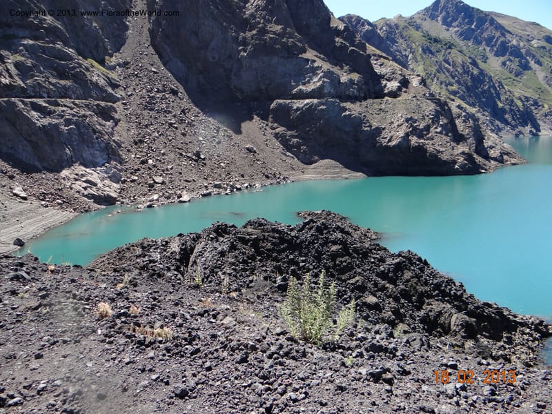 Chile, P.N. Laguna del Laja, 18 Feb 2013  8883 (3).JPG