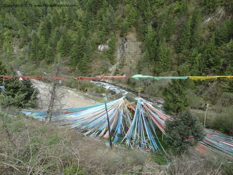 China. Sichuan. Siboguo Village. 9 May 2014. DSC04819 (82).JPG