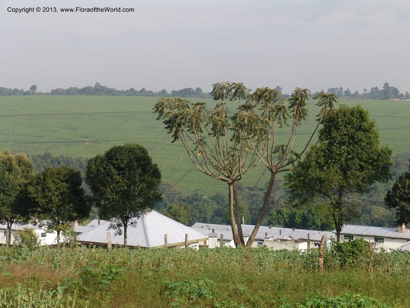 Kenya. Brooke Bond Tea Estate, Kericho. 10 July 04. 181 (12).jpg