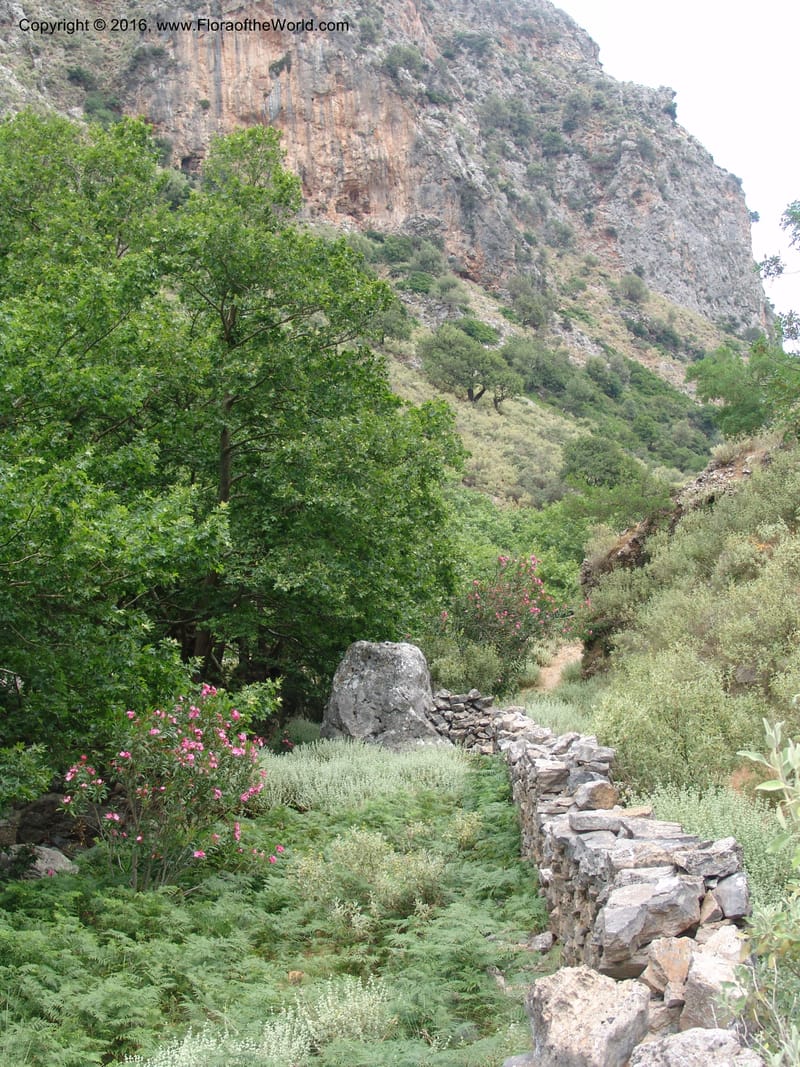 Crete. Ep. Kisamos. Sirikari Gorge. 25 May 05. 200.jpg