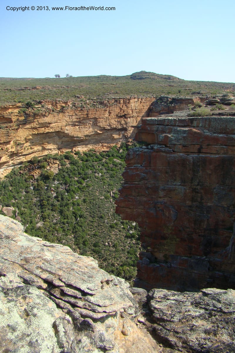 South Africa. Northern Cape. Papkuilsfontein. 25 Aug 09. 437.jpg