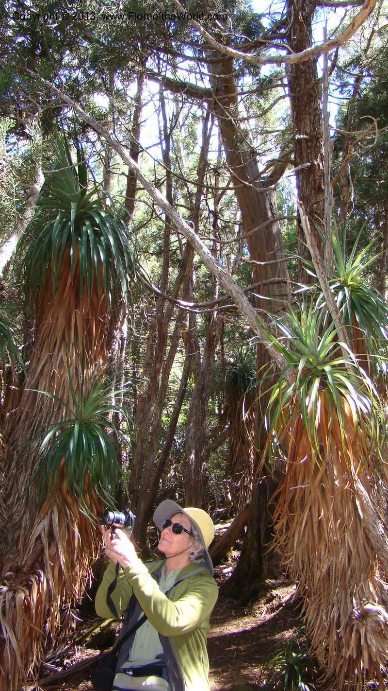 Tasmania. Mt. Field N. P. Near Lake Dobson. 29 Jan 2010. 001.jpg