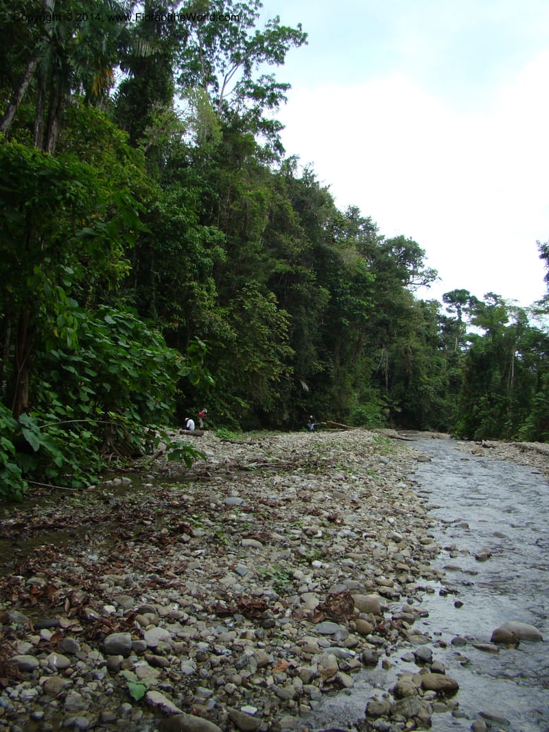 Costa Rica. Prov. Limon. Selva Bananito Lodge. 12 Apr 08. 265.jpg