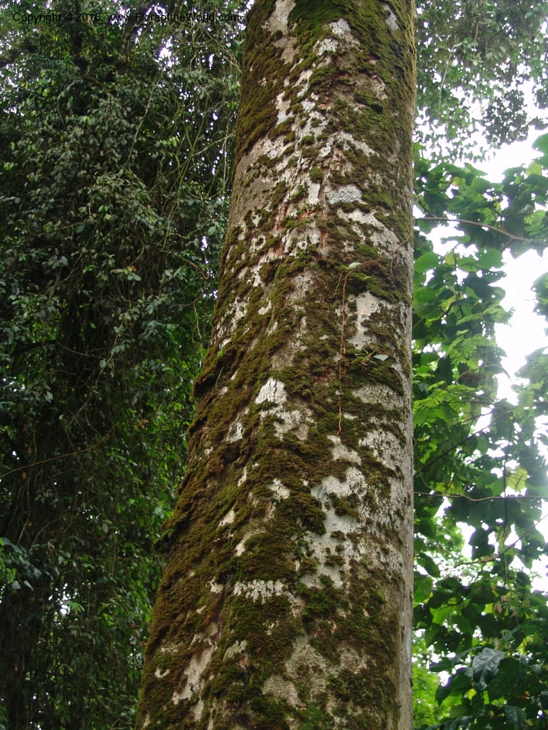 Tanz. Ulanga Dist. Nawenge For. Res. W of Mahenge.20 Feb 06. 196.jpg
