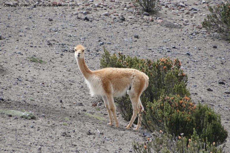 Vicuna--Ecuador. Chimborazo. El Primer Refugio. 5 Jun 2011. 006.jpg