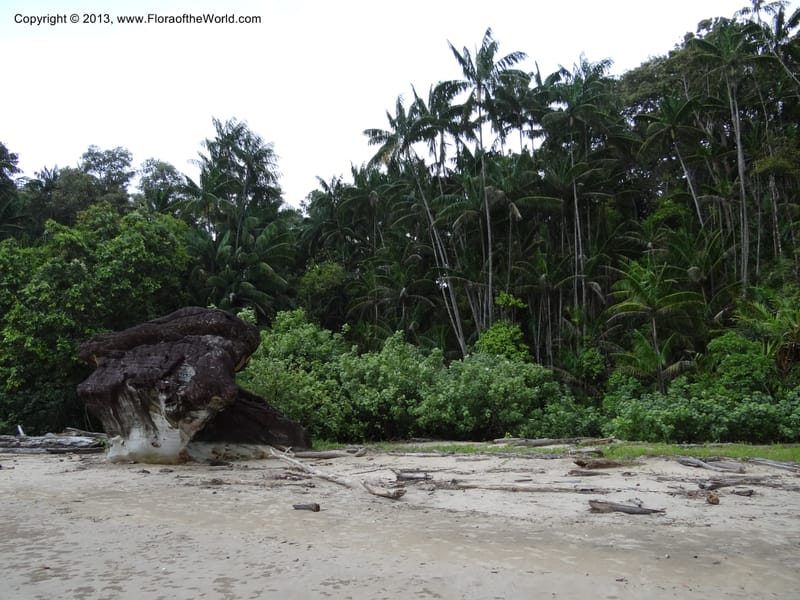 Malaysia, Sarawak. Bako Nat. Park. 29 Mar 2012.  DSC06061 (17).JPG
