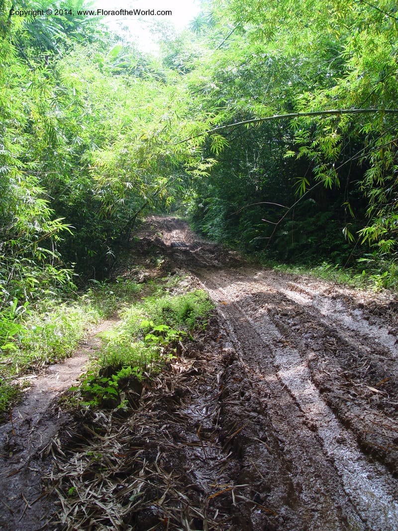 Cameroon. Bimbia Mangrove Nat. Trail. 8 Dec 03. 138.jpg