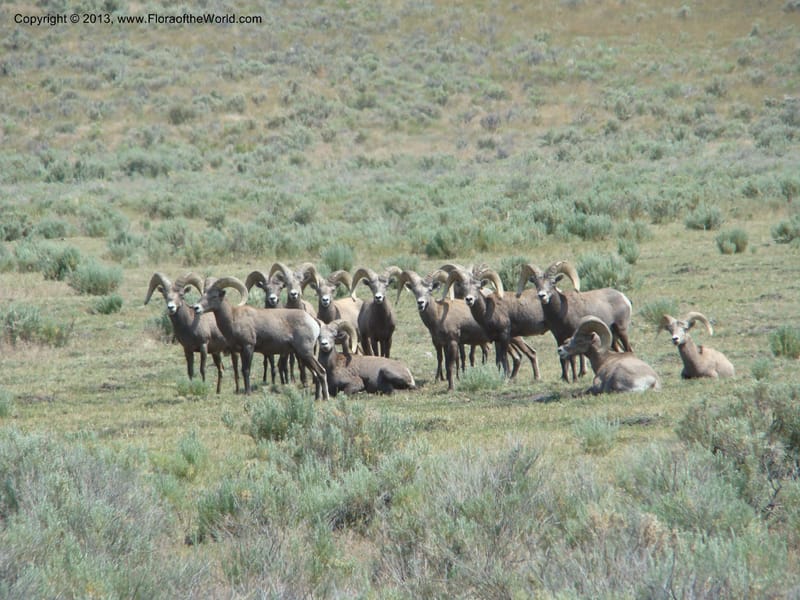 OR. Malheur Co. Rd to Three Forks. 16 Jul 08. 006.jpg