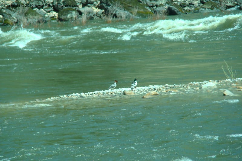 ID. Idaho Co. Salmon River Rd. 17 May 09. 242.jpg