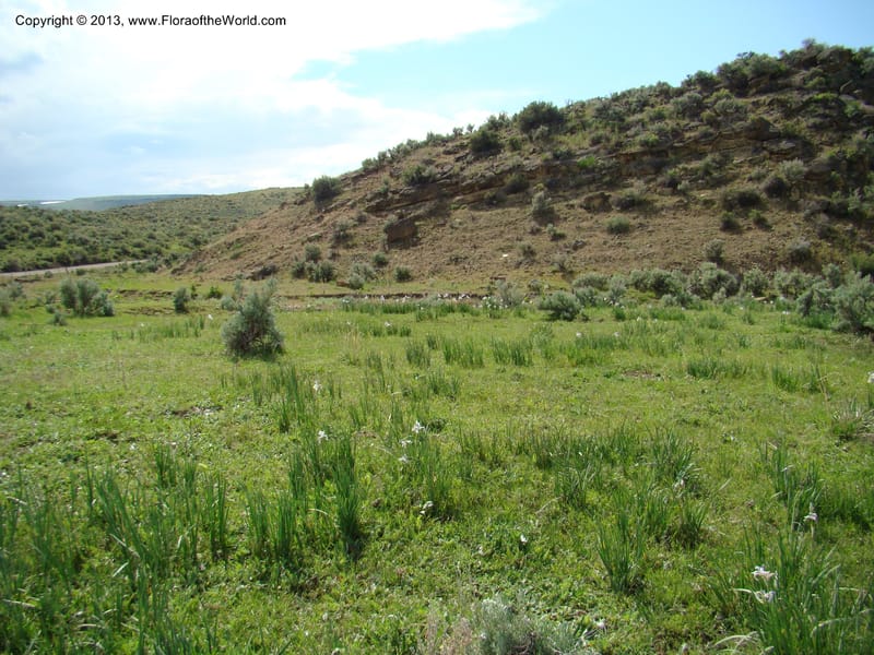 OR. Malheur Co. Leslie Gulch. 1 Jun 08. 445.jpg