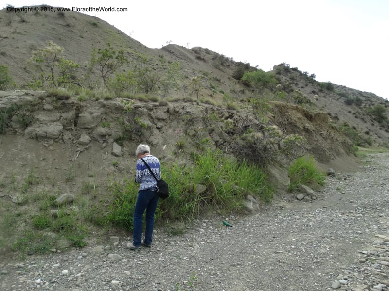 Georgia (Caucasus. Kakheti Region. (Kiziki). Toward Vashlovani. 6 Jun 2014. DSC07328 (293).JPG