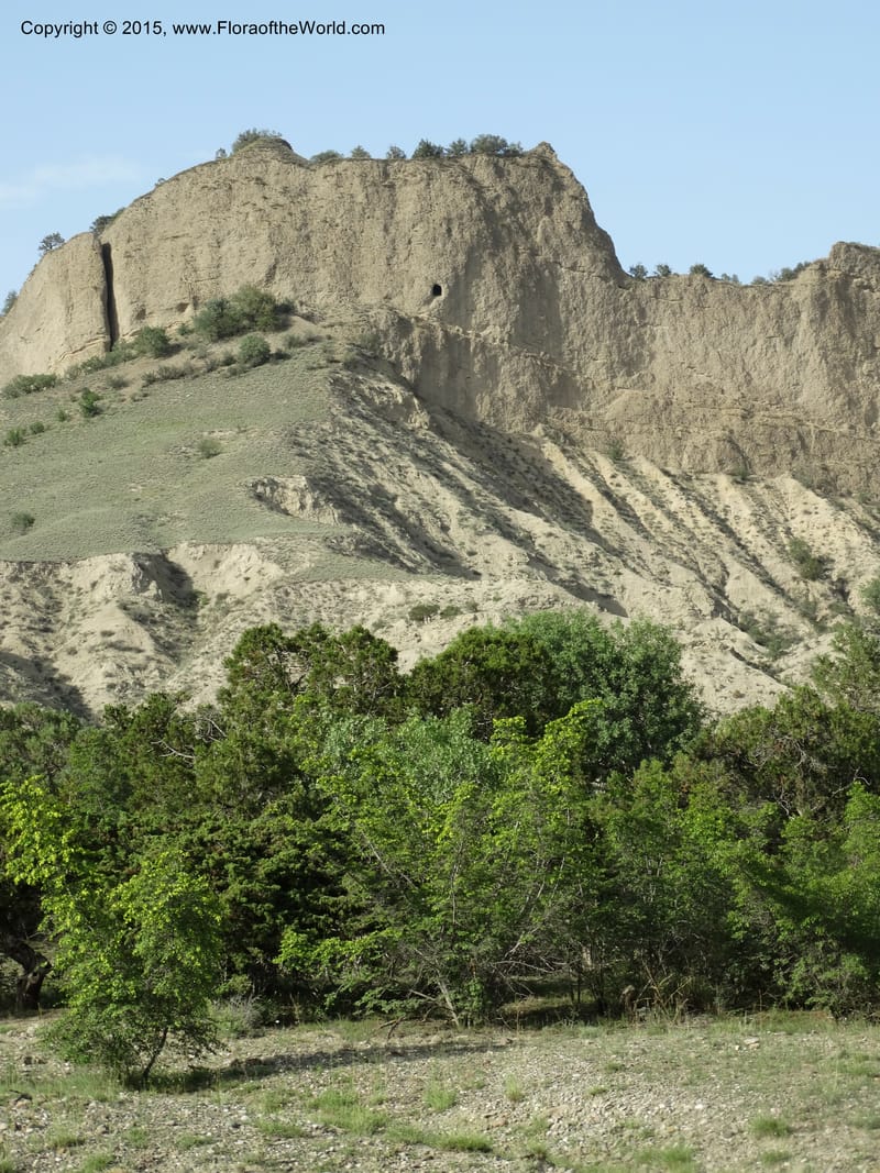 Georgia (Caucasus. Kakheti Region. (Kiziki). Toward Vashlovani. 6 Jun 2014. DSC07328 (447).JPG